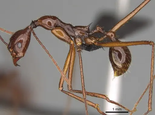 Aphaenogaster bressleri specimen CASENT0495064 image casent0495064_3