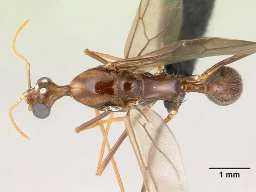Aphaenogaster bressleri specimen CASENT0495103 image casent0495103_1