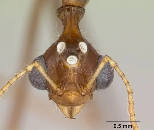 Aphaenogaster bressleri specimen CASENT0495103 image casent0495103_2