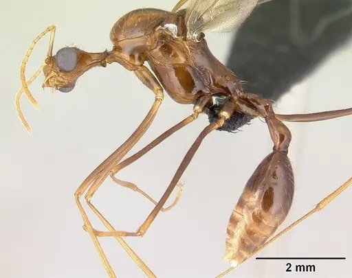 Aphaenogaster bressleri specimen CASENT0495103 image casent0495103_3