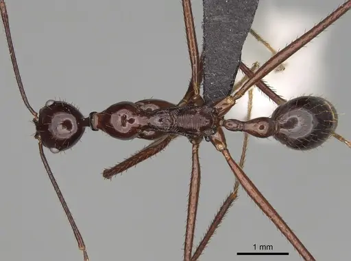 Aphaenogaster bressleri specimen CASENT0822137 image casent0822137_1