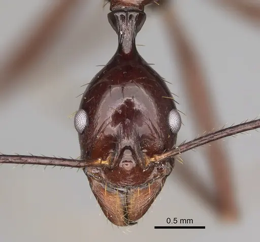 Aphaenogaster bressleri specimen CASENT0822137 image casent0822137_2