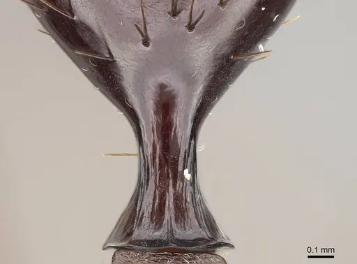 Aphaenogaster bressleri specimen CASENT0822137 image casent0822137_3