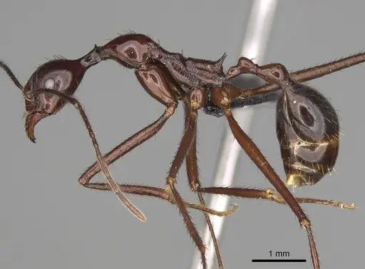 Aphaenogaster bressleri specimen CASENT0822137 image casent0822137_4