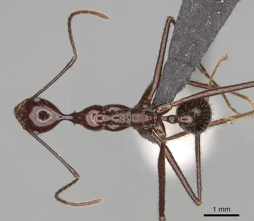 Aphaenogaster bressleri specimen CASENT0822145 image casent0822145_1