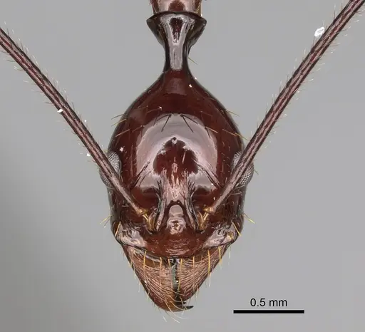 Aphaenogaster bressleri specimen CASENT0822145 image casent0822145_2