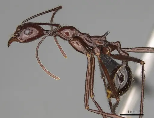 Aphaenogaster bressleri specimen CASENT0822145 image casent0822145_3