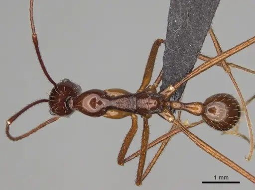 Aphaenogaster bressleri specimen CASENT0822355 image casent0822355_1