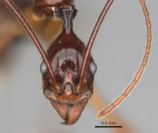 Aphaenogaster bressleri specimen CASENT0822355 image casent0822355_2