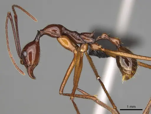 Aphaenogaster bressleri specimen CASENT0822355 image casent0822355_3