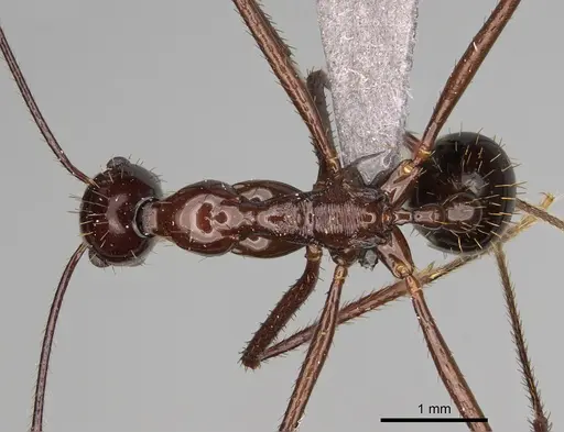 Aphaenogaster bressleri specimen CASENT0822356 image casent0822356_1