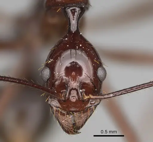Aphaenogaster bressleri specimen CASENT0822356 image casent0822356_2