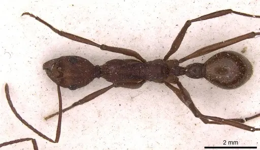 Aphaenogaster brevicollis specimen CASENT0907711 image casent0907711_1