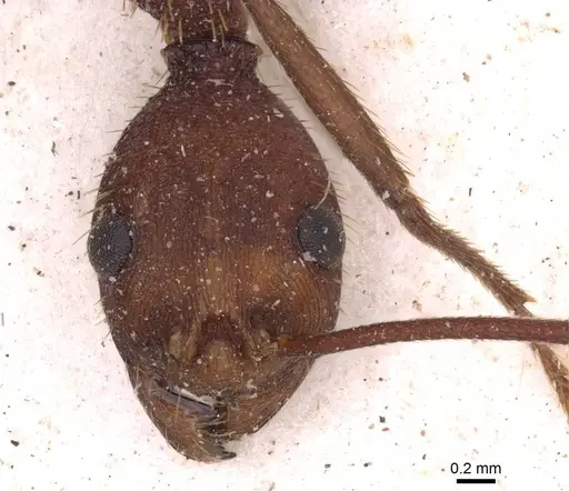 Aphaenogaster brevicollis specimen CASENT0907711 image casent0907711_2