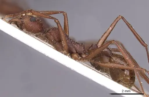Aphaenogaster brevicollis specimen CASENT0907711 image casent0907711_3