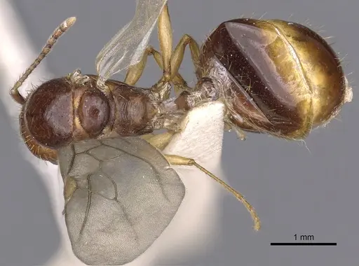 Aphaenogaster burri specimen CASENT0900459 image casent0900459_1