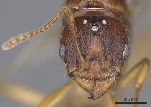 Aphaenogaster burri specimen CASENT0900459 image casent0900459_2