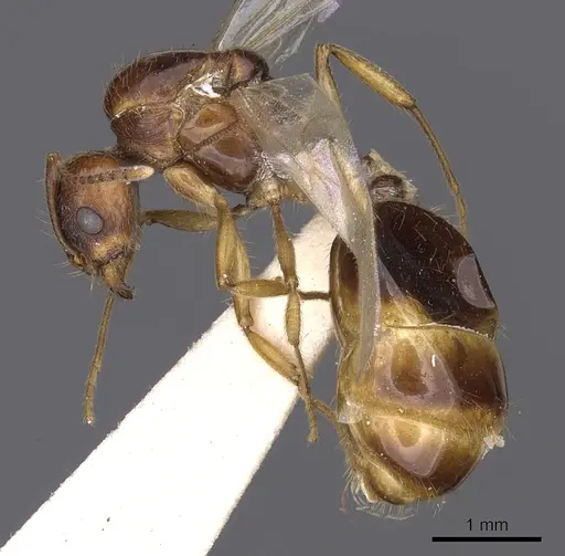 Aphaenogaster burri specimen CASENT0900459 image casent0900459_3