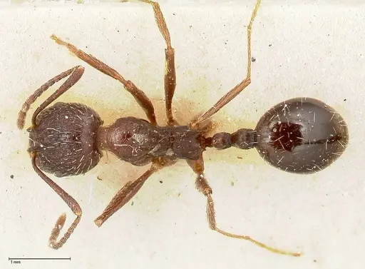Aphaenogaster caeciliae specimen FOCOL0495-1 image focol0495-1_1