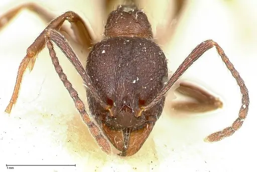 Aphaenogaster caeciliae specimen FOCOL0495-1 image focol0495-1_2