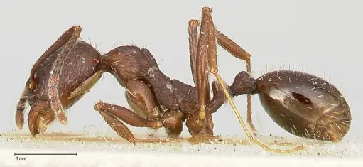 Aphaenogaster caeciliae specimen FOCOL0495-1 image focol0495-1_3
