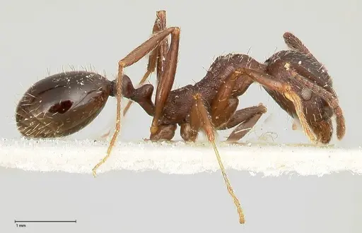Aphaenogaster caeciliae specimen FOCOL0495-1 image focol0495-1_4