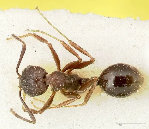 Aphaenogaster caeciliae specimen FOCOL0495-2 image focol0495-2_1