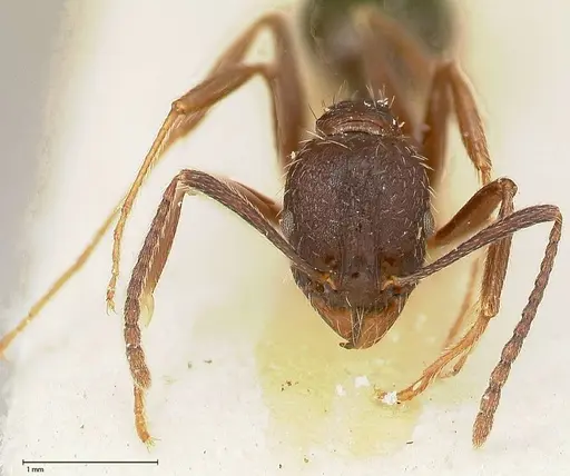 Aphaenogaster caeciliae specimen FOCOL0495-2 image focol0495-2_2
