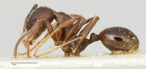 Aphaenogaster caeciliae specimen FOCOL0495-2 image focol0495-2_3
