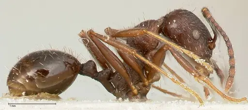 Aphaenogaster caeciliae specimen FOCOL0495-2 image focol0495-2_4