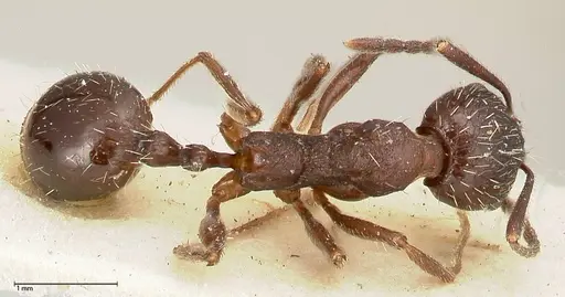 Aphaenogaster caeciliae specimen FOCOL0496 image focol0496_1