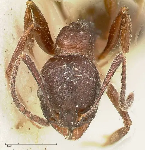 Aphaenogaster caeciliae specimen FOCOL0496 image focol0496_2