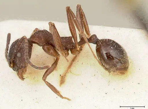 Aphaenogaster caeciliae specimen FOCOL0496 image focol0496_3