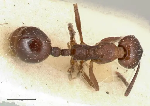 Aphaenogaster caeciliae specimen FOCOL0497 image focol0497_1