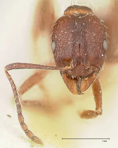 Aphaenogaster caeciliae specimen FOCOL0497 image focol0497_2