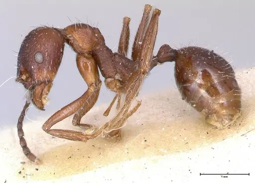 Aphaenogaster caeciliae specimen FOCOL0497 image focol0497_3
