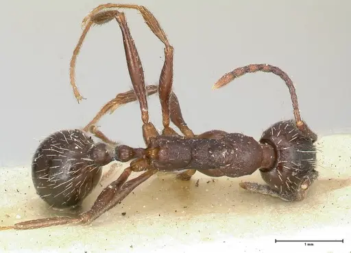 Aphaenogaster caeciliae specimen FOCOL0498 image focol0498_1