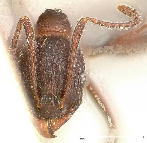 Aphaenogaster caeciliae specimen FOCOL0498 image focol0498_2