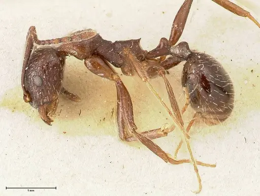 Aphaenogaster caeciliae specimen FOCOL0498 image focol0498_3