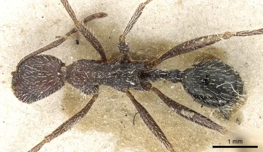 Aphaenogaster campana specimen CASENT0904161 image casent0904161_1