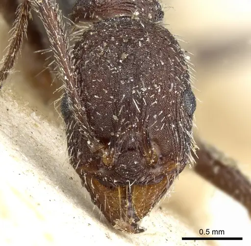 Aphaenogaster campana specimen CASENT0904161 image casent0904161_2