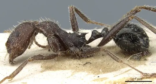 Aphaenogaster campana specimen CASENT0904161 image casent0904161_3