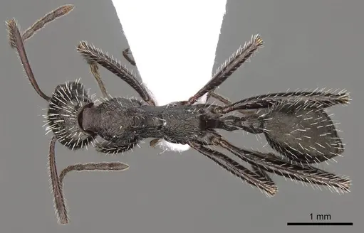 Aphaenogaster campana specimen CASENT0914416 image casent0914416_1