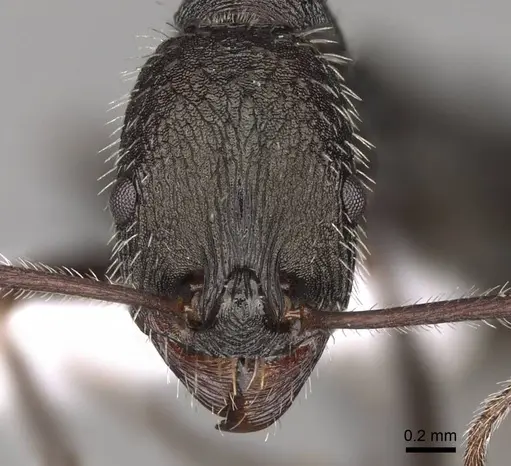 Aphaenogaster campana specimen CASENT0914416 image casent0914416_2