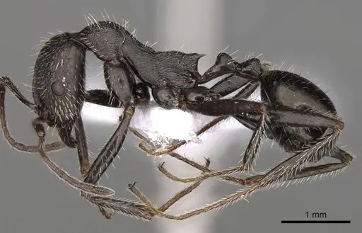 Aphaenogaster campana specimen CASENT0914416 image casent0914416_3