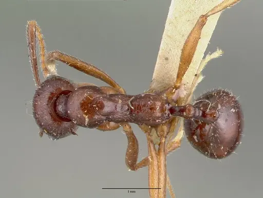 Aphaenogaster carbonaria specimen CASTYPE00621 image castype00621_1