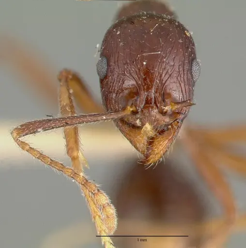 Aphaenogaster carbonaria specimen CASTYPE00621 image castype00621_2
