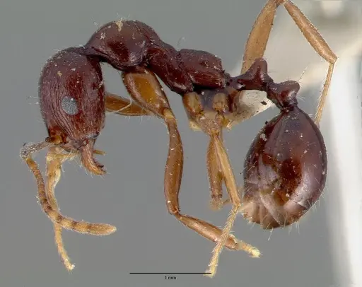 Aphaenogaster carbonaria specimen CASTYPE00621 image castype00621_3