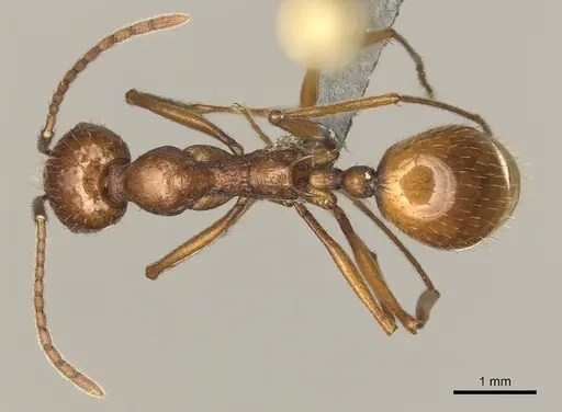 Aphaenogaster cardenai specimen CASENT0249624 image casent0249624_1