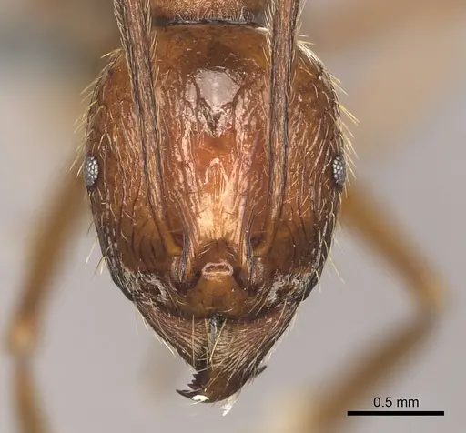 Aphaenogaster cardenai specimen CASENT0249624 image casent0249624_2